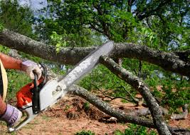 How Our Tree Care Process Works  in Lakewood, NY